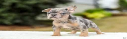 French Bulldog dogs for sale: Mason – Blue & Tan Merle - Ad 6