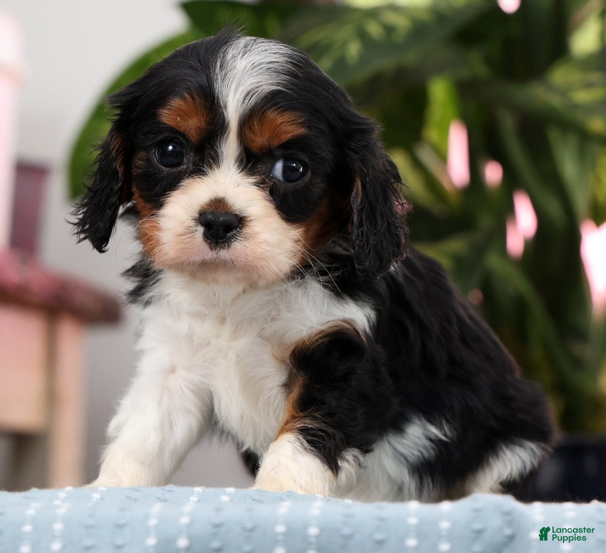Cavalier King Charles Spaniel dogs Paula - Ad 1