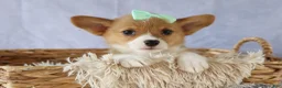 Welsh Corgi Pembroke dogs for sale: Zella 💗 - Ad 8