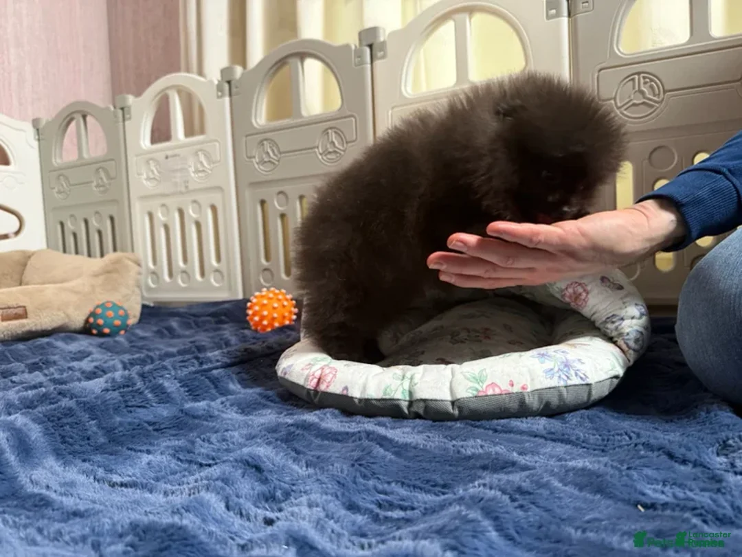 Pomeranian dogs for sale: Greg - Ad 17