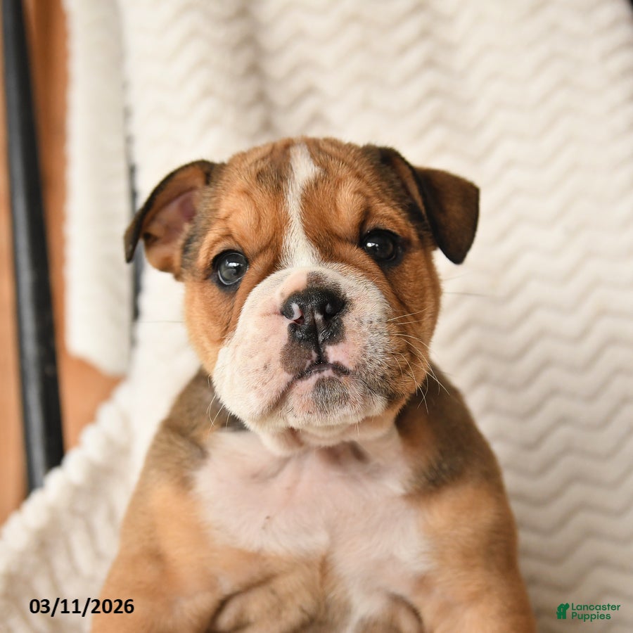English Bulldog dogs Marigold - Ad 2
