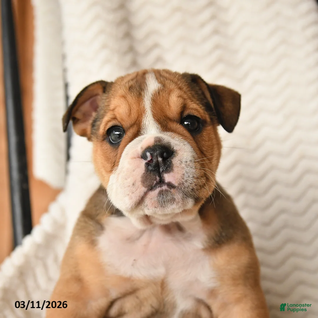 English Bulldog dogs for sale: Marigold - Ad 2