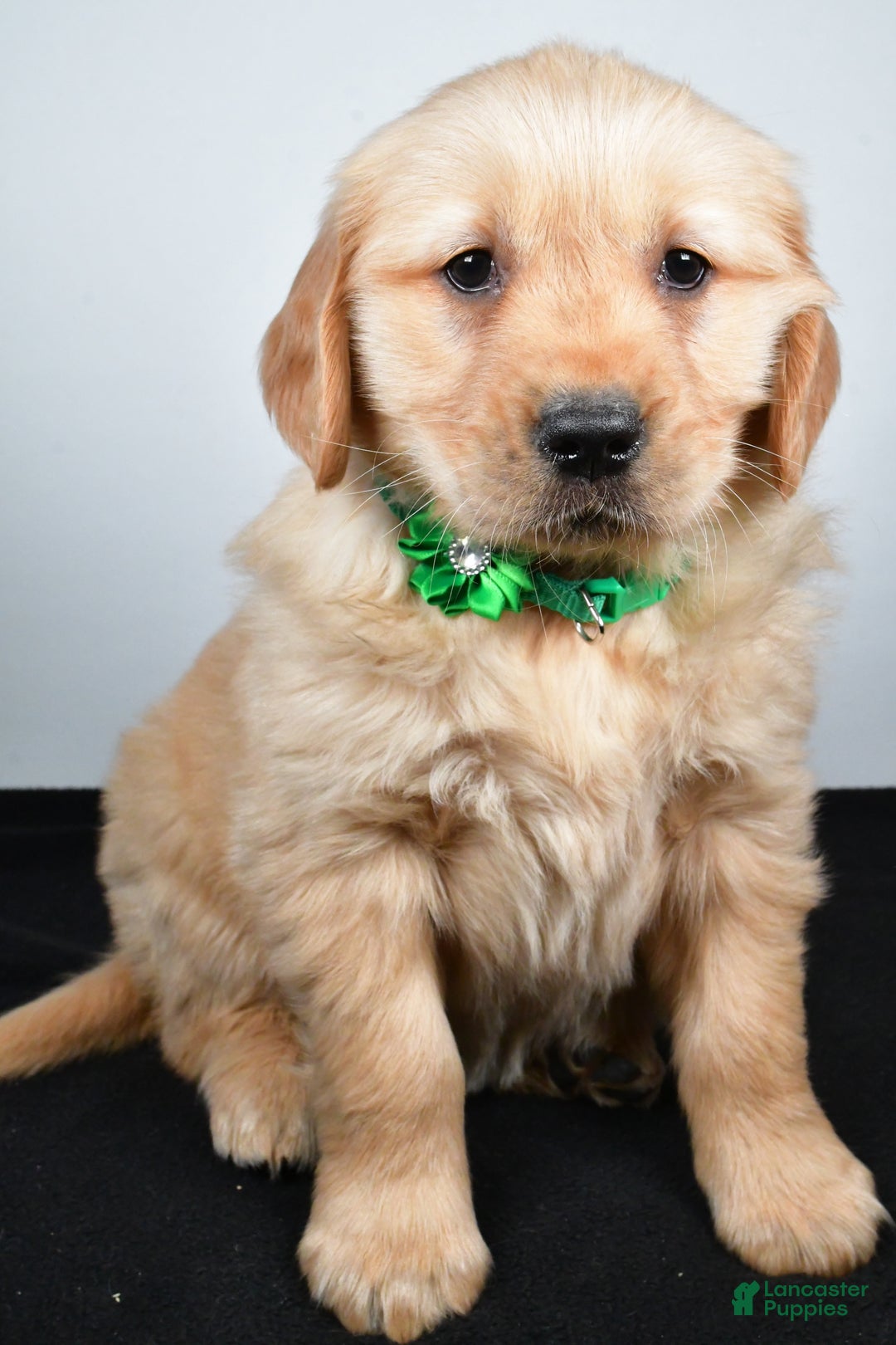 Golden Retriever dogs for sale: Jessica - Ad 6