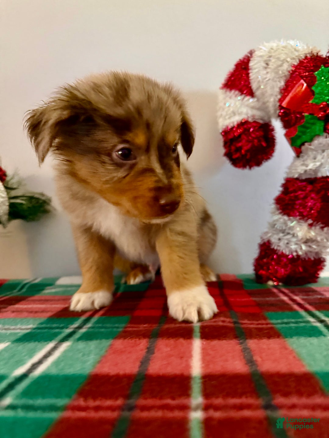 Australian Shepherd dogs for sale: Australian Shepherd Puppy 3 --- Gus  - Ad 1