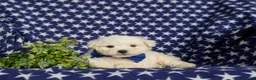 Bichon Frise dogs for sale: Brea - Ad 6