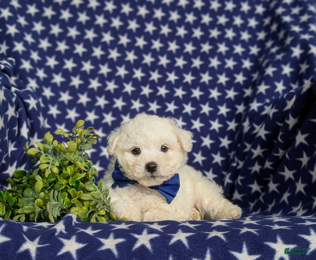 Bichon Frise dogs for sale: Brea - Ad 6