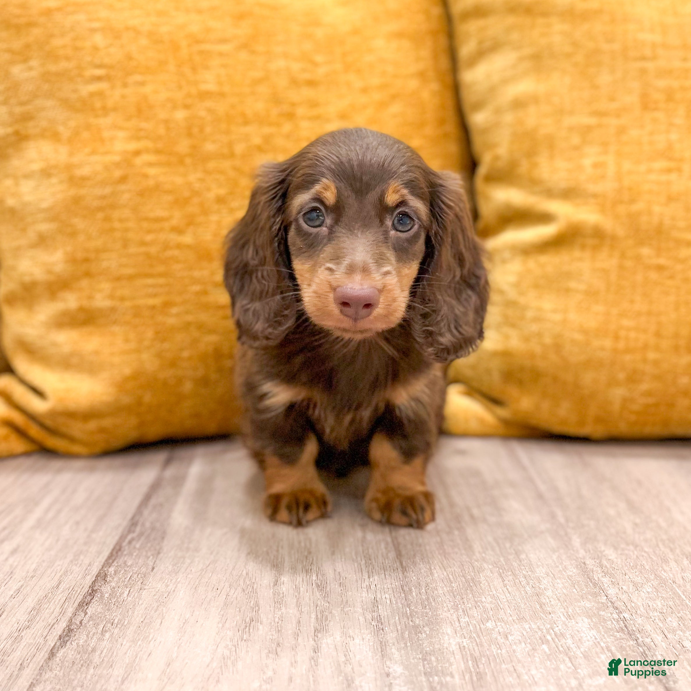 Miniature Dachshund dogs Latte - Ad 2