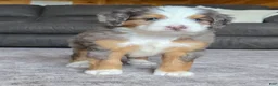 Mini Bernedoodle dogs for sale: Mini Tate - Ad 9