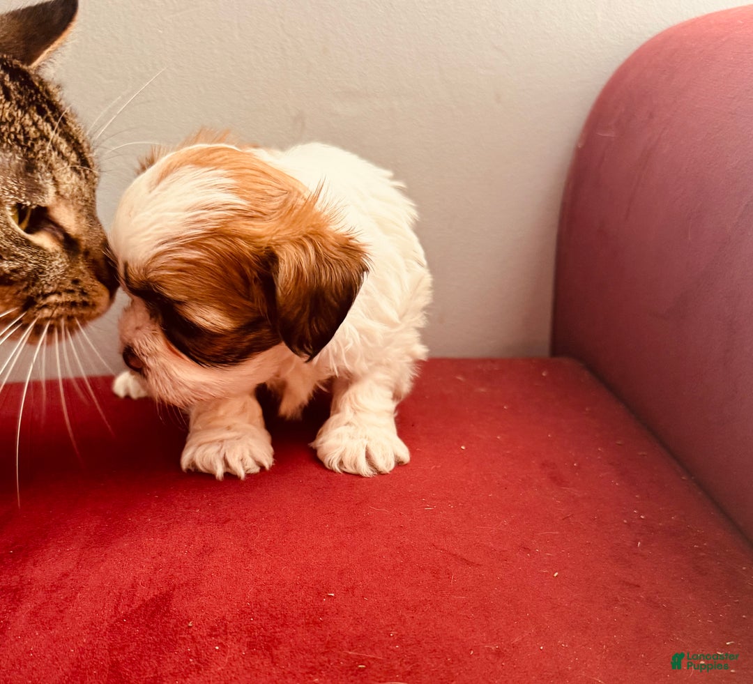 Shihpoo dogs for sale: Viki Victoria  - Ad 3