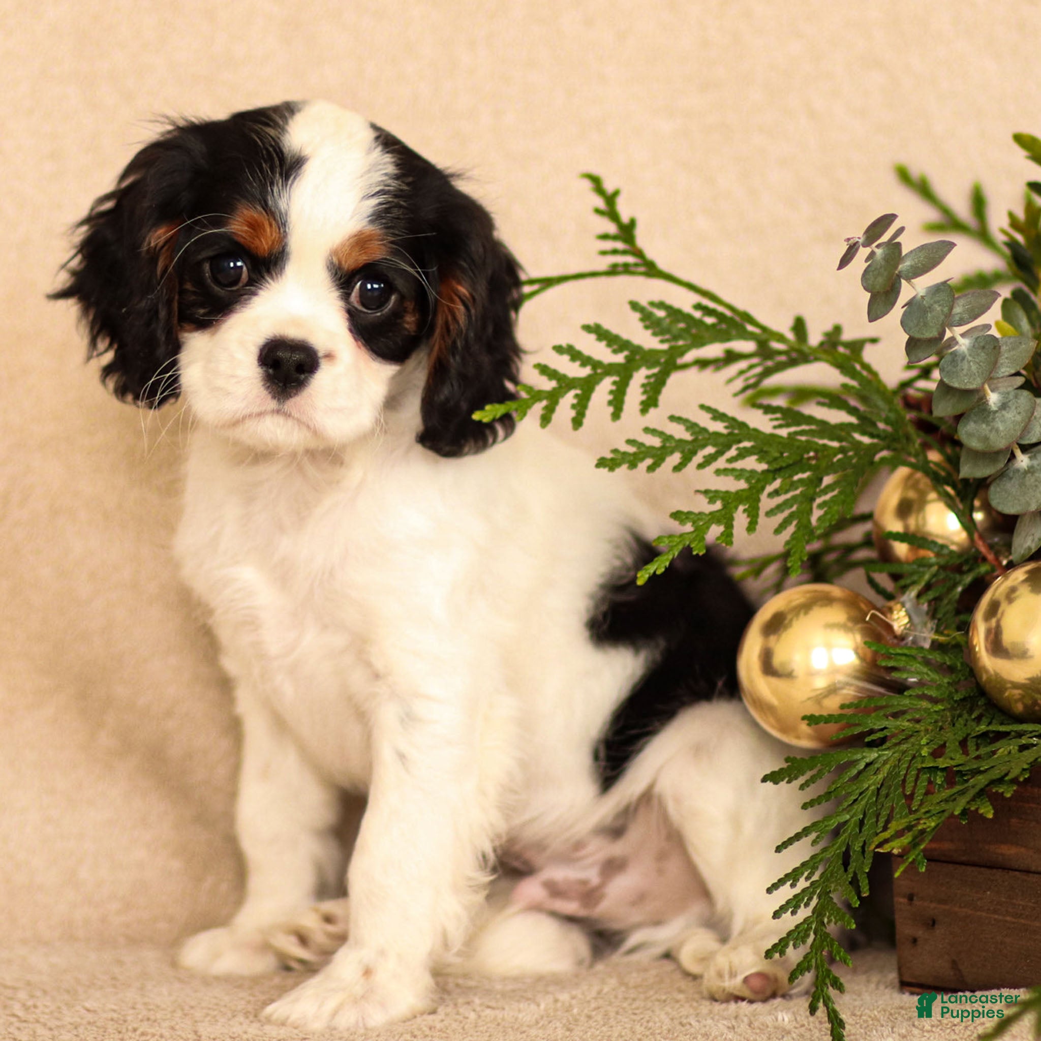 Cavalier King Charles Spaniel dogs Myles - Ad 34