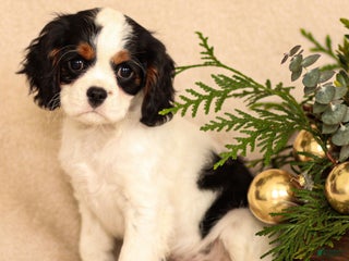 Cavalier King Charles Spaniel dogs Myles - Ad 34