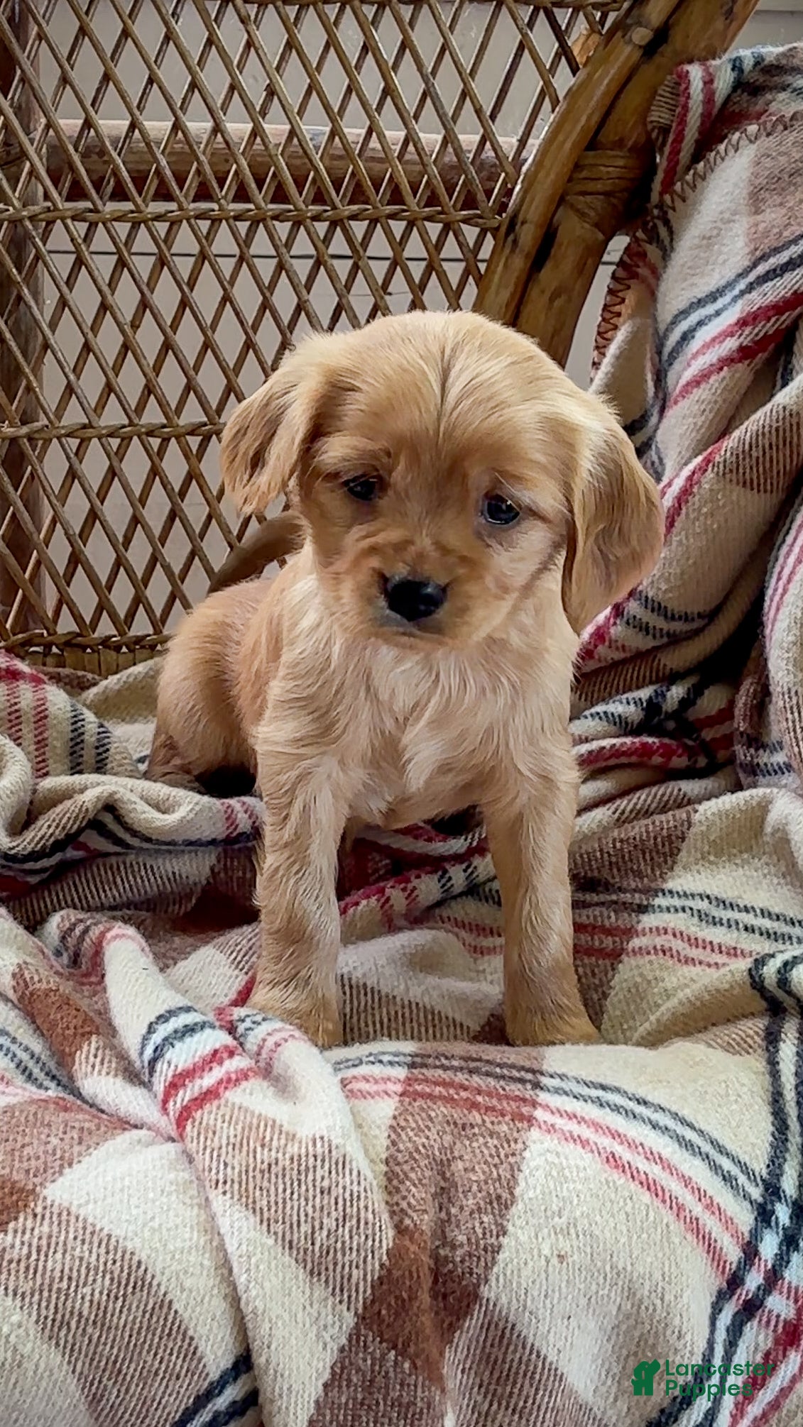 Louise (Golden Retriever, Female) in Cochranville, PA