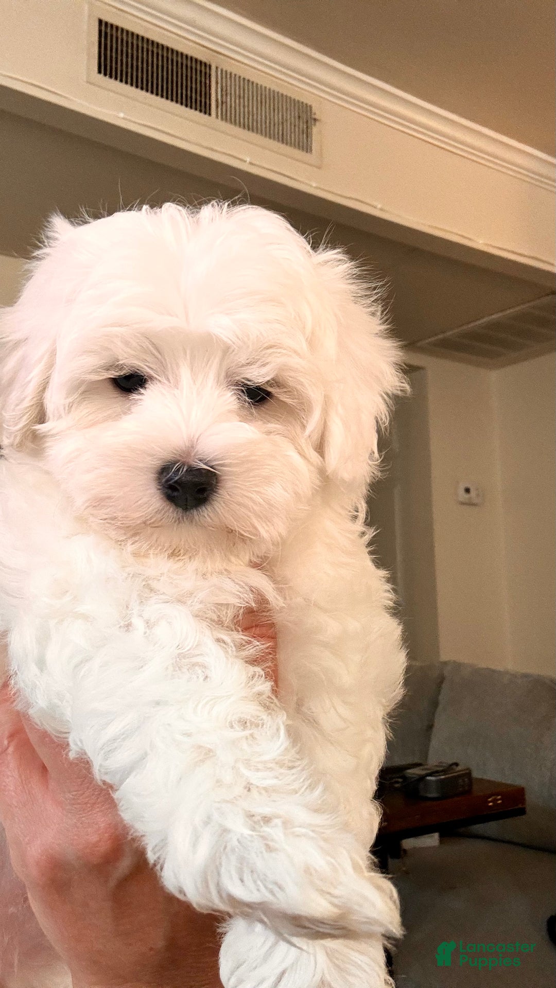 Maltipoo dogs for sale: Maltipoo Puppy 1 - Ad 3