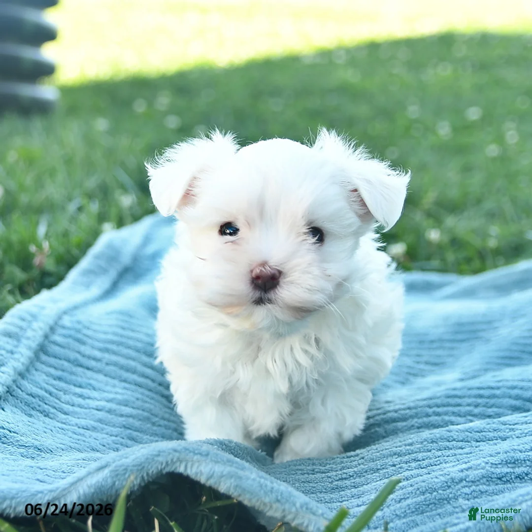Maltese dogs for sale: Paris  - Ad 3