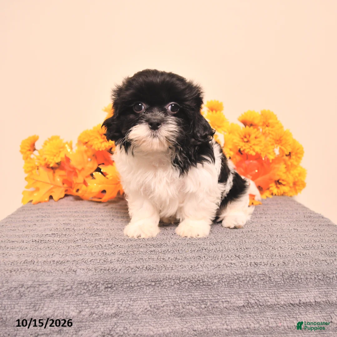 Shih Tzu dogs for sale: Giselle - Ad 5