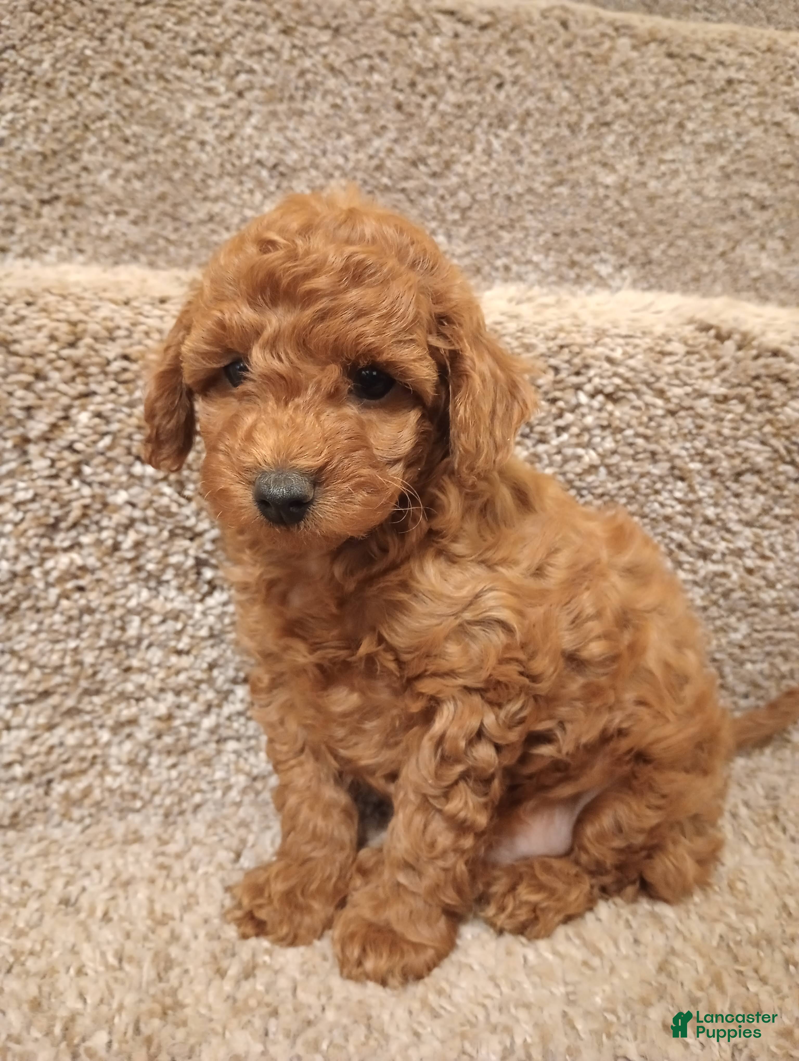 Toy Poodle dogs Precious  - Ad 2