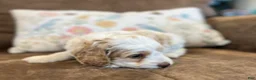 Cockapoo dogs for sale: Buff and white boy/brown nose  - Ad 4