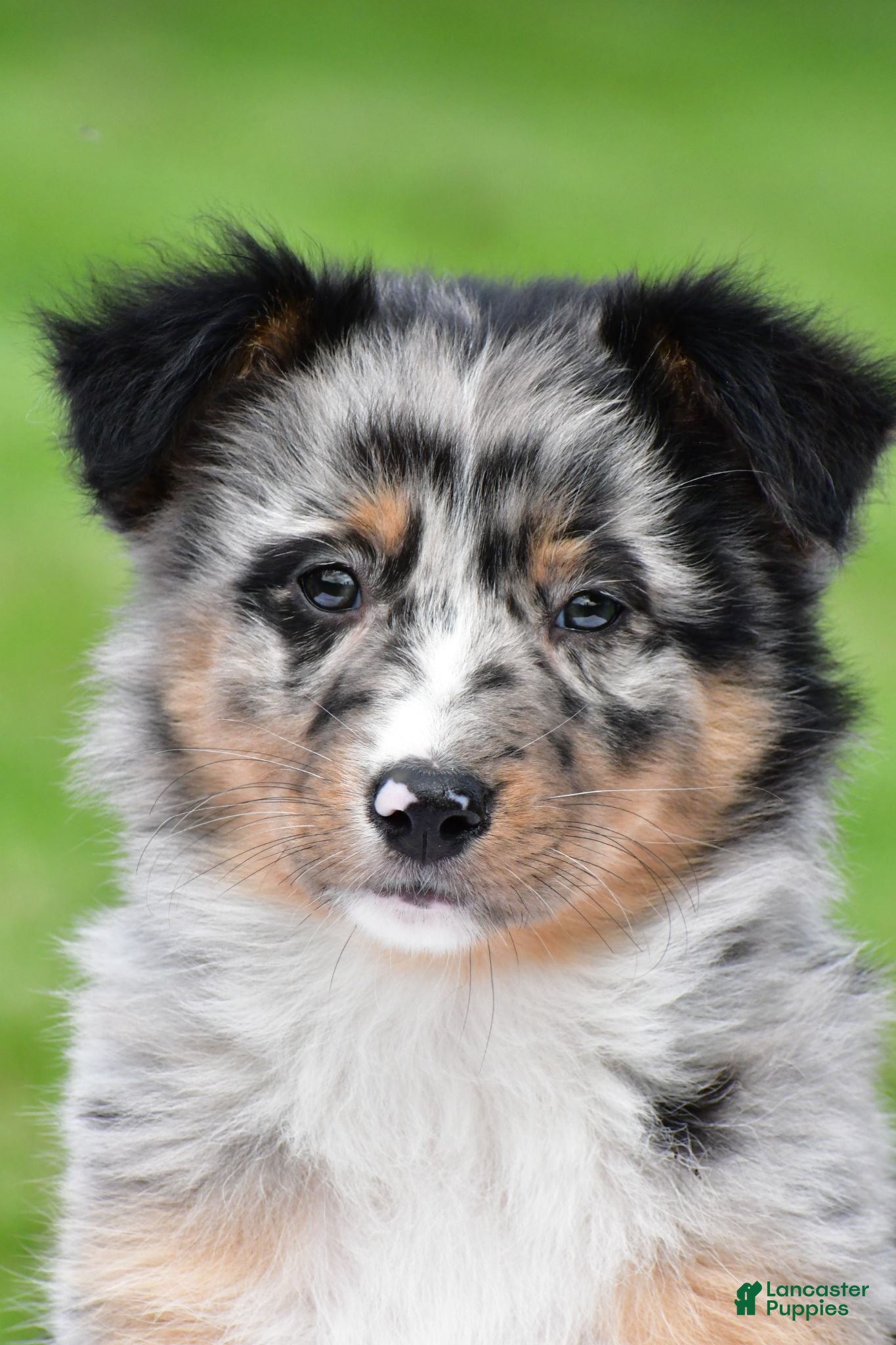 Australian Shepherd dogs Jody - Ad 1