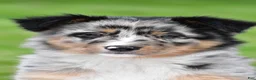 Australian Shepherd dogs for sale: Jody - Ad 1