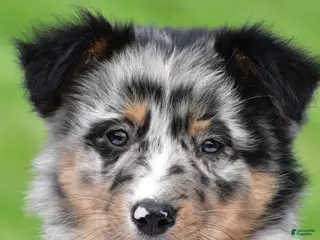 Australian Shepherd dogs for sale: Jody - Ad 3
