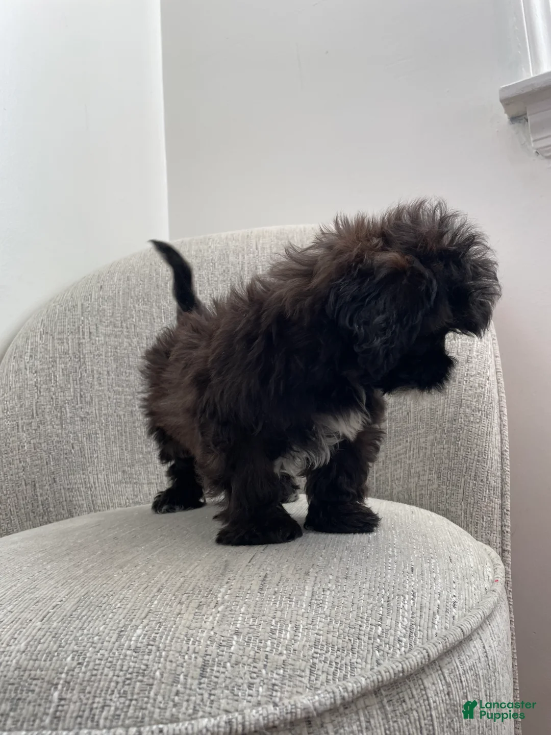Shih Tzu dogs for sale: Cosmo - Ad 2
