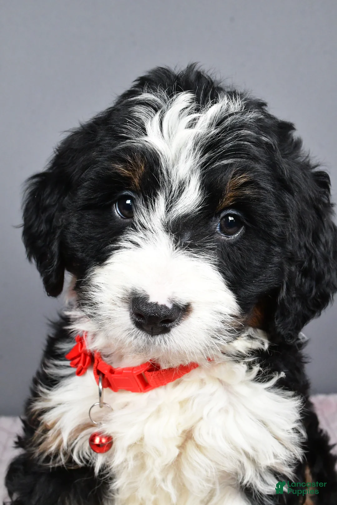 Mini Bernedoodle dogs for sale: Bailey - Ad 3
