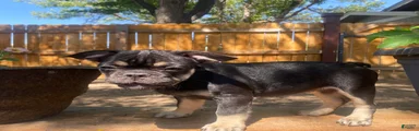El pinto