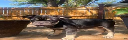 French Bulldog dogs for sale: El pinto - Ad 1