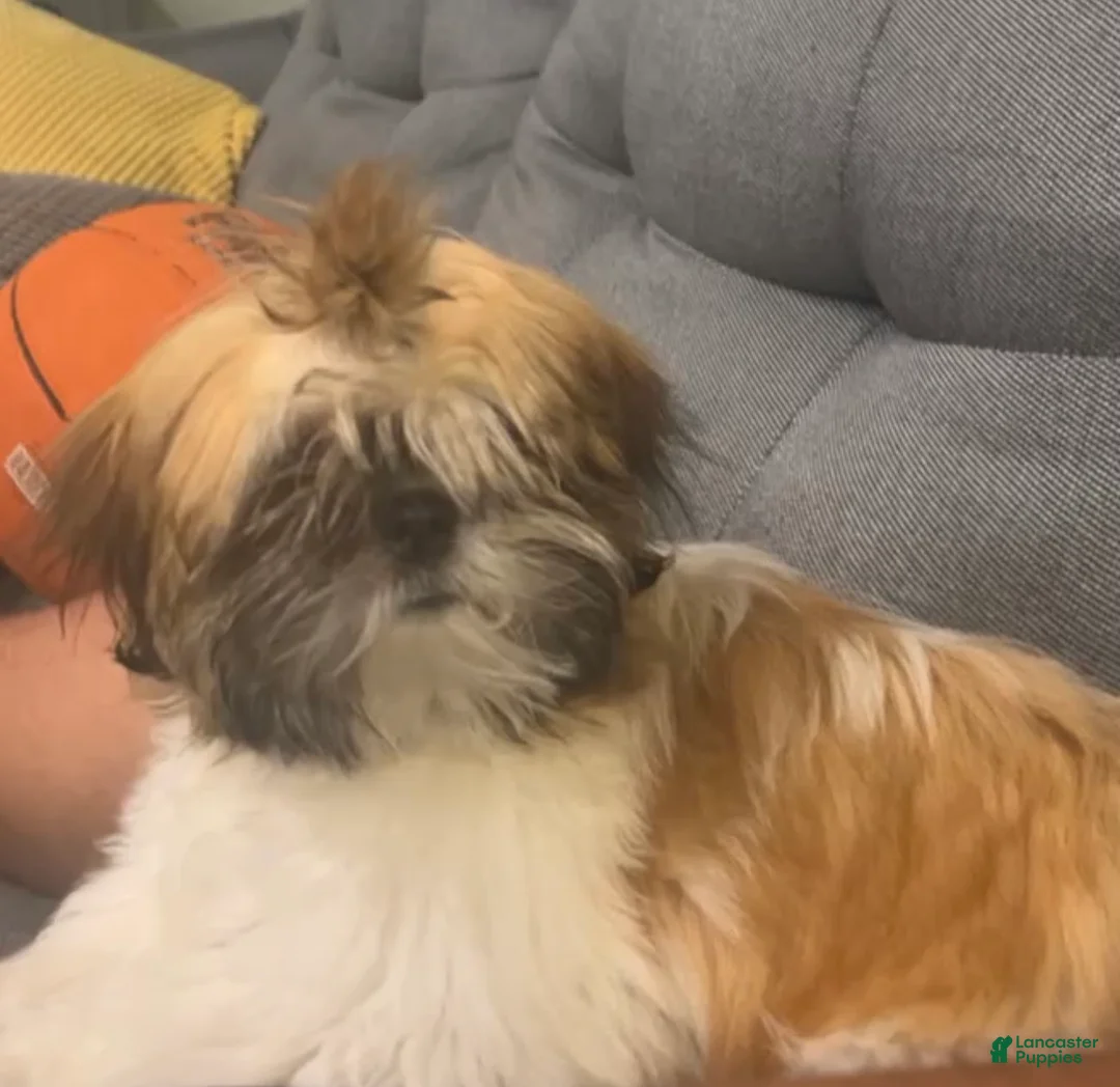 Shih Tzu dogs for sale: Shih Tzu Puppy 2 - Ad 2