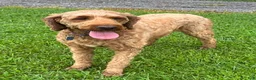 Irish Doodle dogs for sale: Maggie - Ad 8