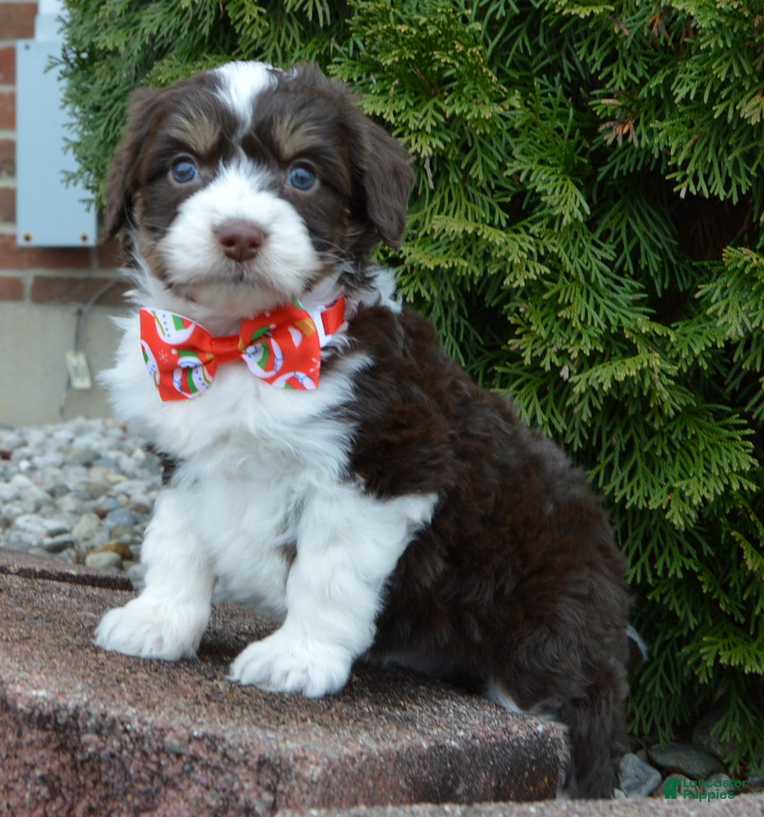 Mini Aussiedoodle dogs for sale: Toy Autumn - Ad 3