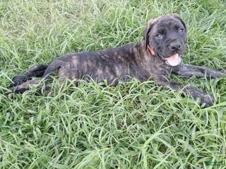 English Mastiff dogs - Ad 14