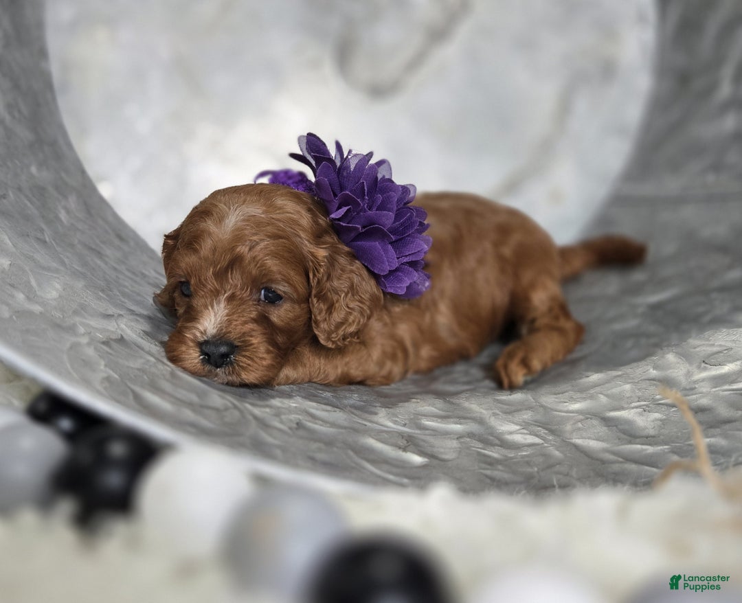 Cavapoo dogs for sale: Tulip - Ad 4