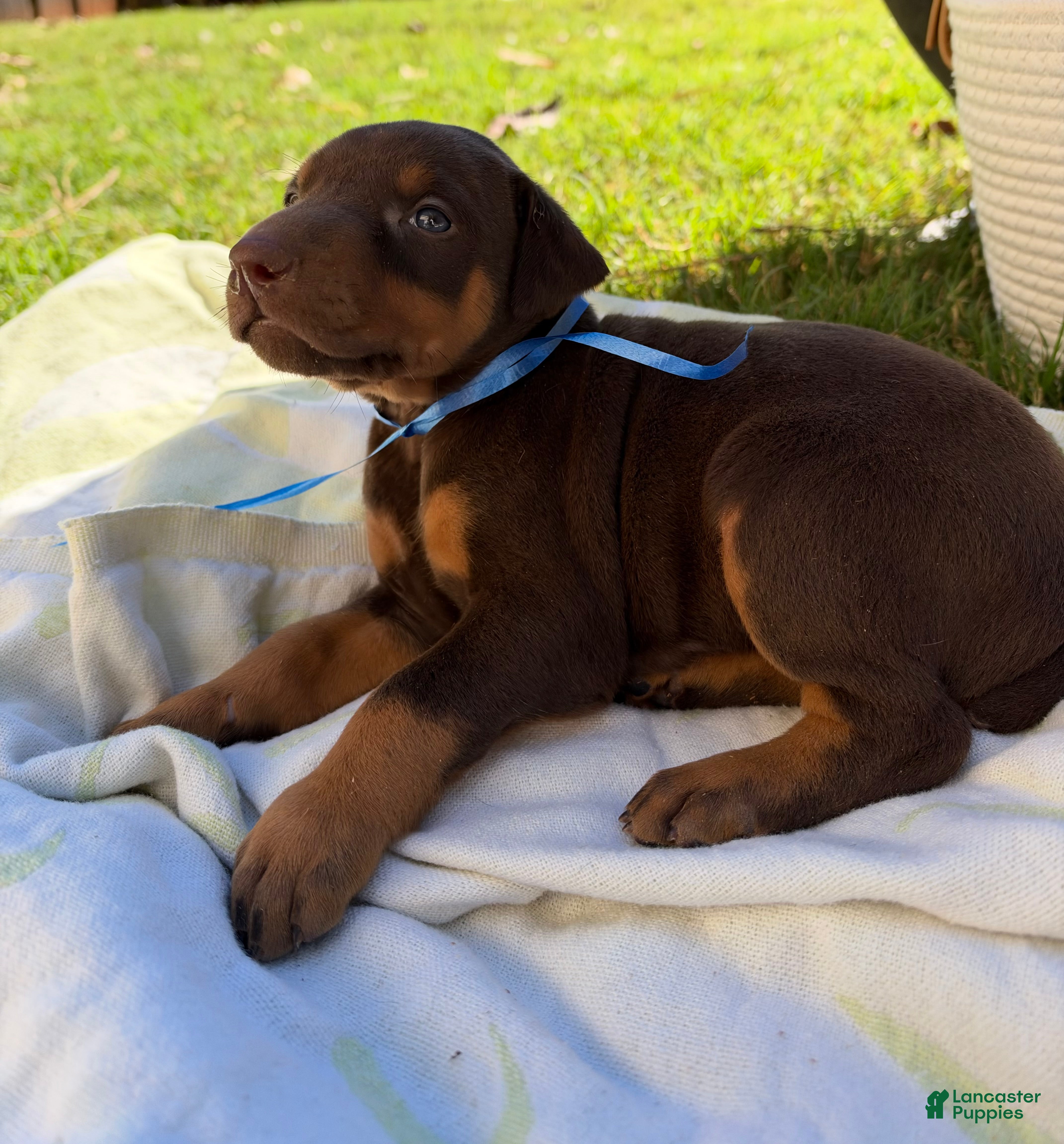 Doberman Pinscher dogs Doberman Pinscher 2 - Ad 21