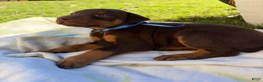Doberman Pinscher 2