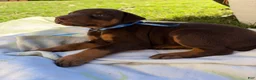 Doberman Pinscher dogs for sale: Doberman Pinscher 2 - Ad 1