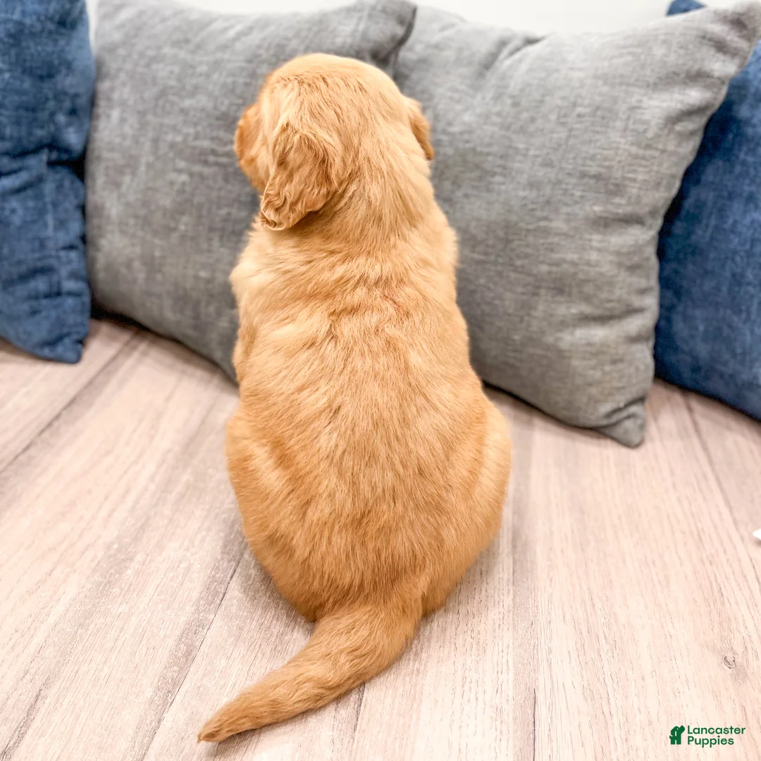 Golden Retriever dogs for sale: Harper - Ad 5