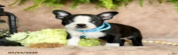 Boston Terrier dogs for sale: Diesel - Ad 3