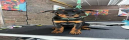 Beauceron dogs for sale: Pink Girl - Ad 5