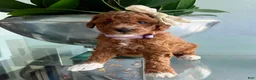 Miniature Poodle dogs for sale: Miniature Poodle 4 - Ad 6