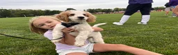 Mini Goldendoodle dogs for sale: Geroge - Ad 5