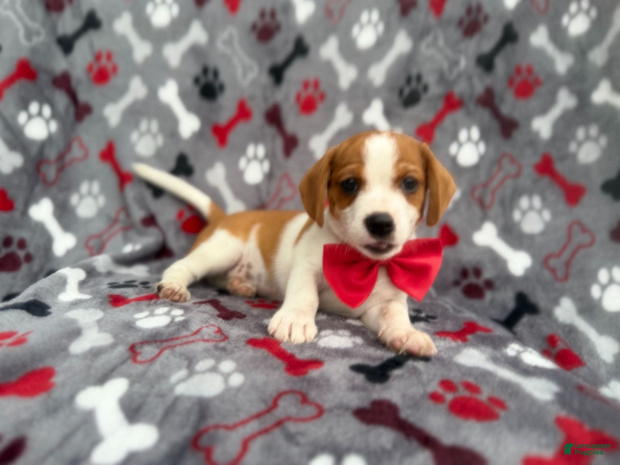 Mixed Breed dogs Dallas - Ad 5