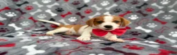 Mixed Breed dogs for sale: Dallas - Ad 1