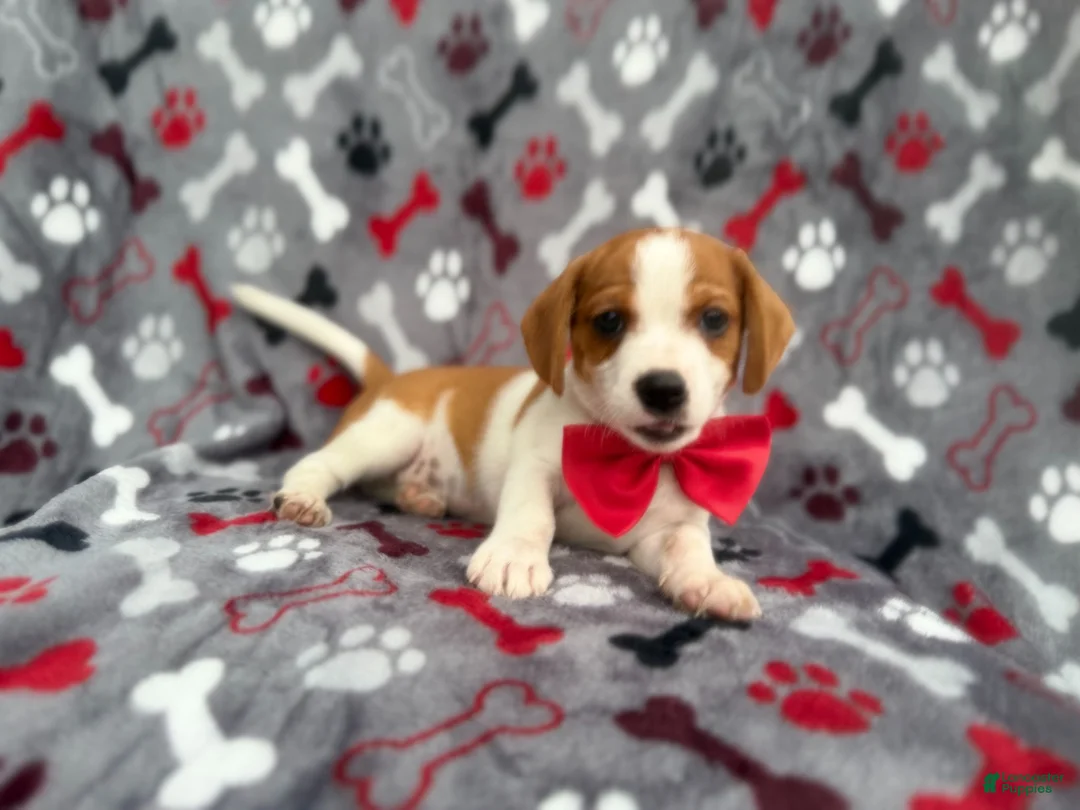 Mixed Breed dogs for sale: Dallas - Ad 1