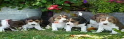 Beagle dogs for sale: Otis - Ad 14