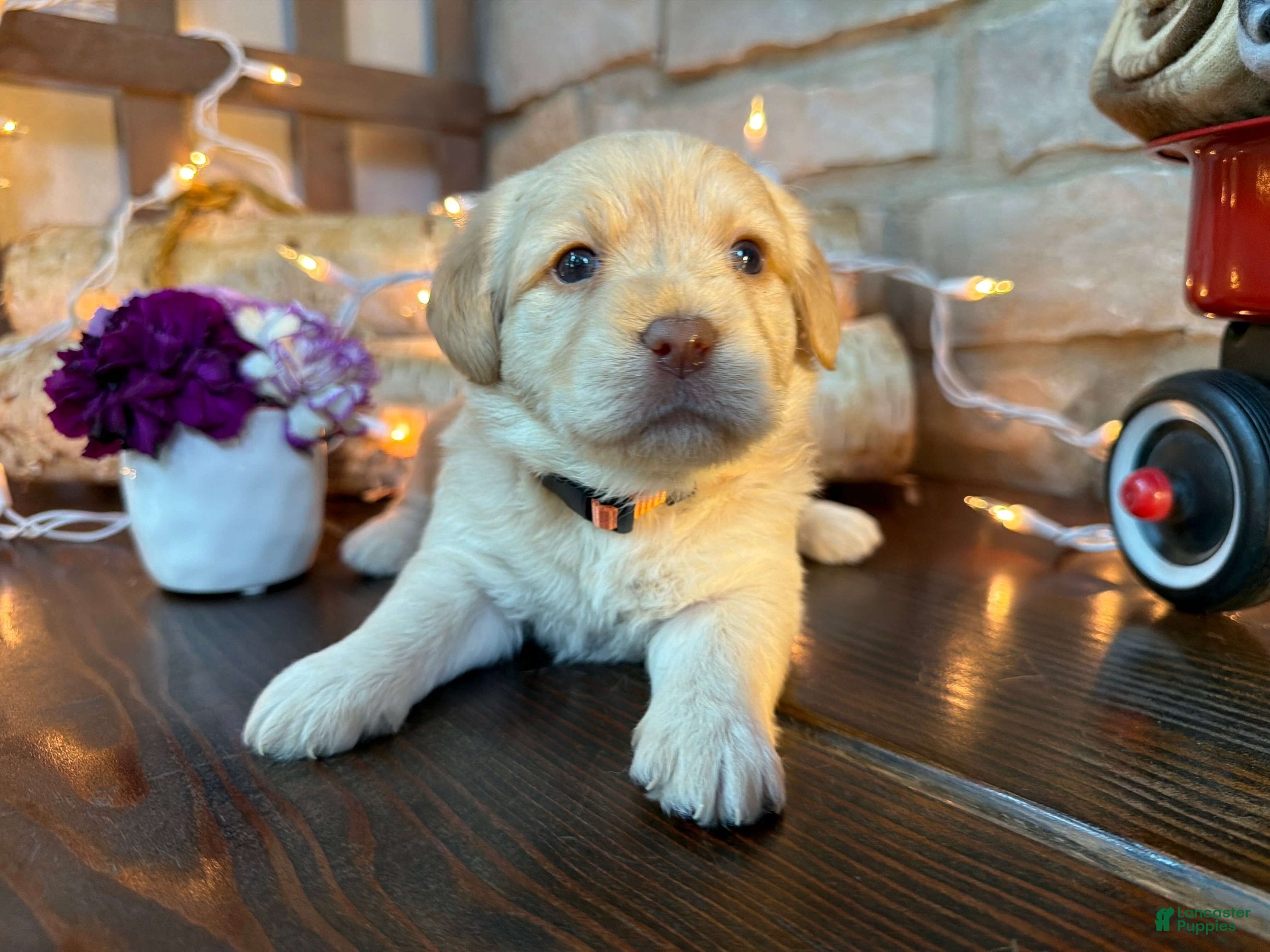 Labradoodle dogs Chelsey (Girl) - Ad 2