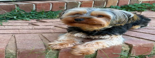 Charlie
