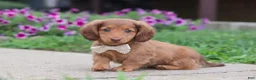 Miniature Dachshund dogs for sale: Grace - Ad 6