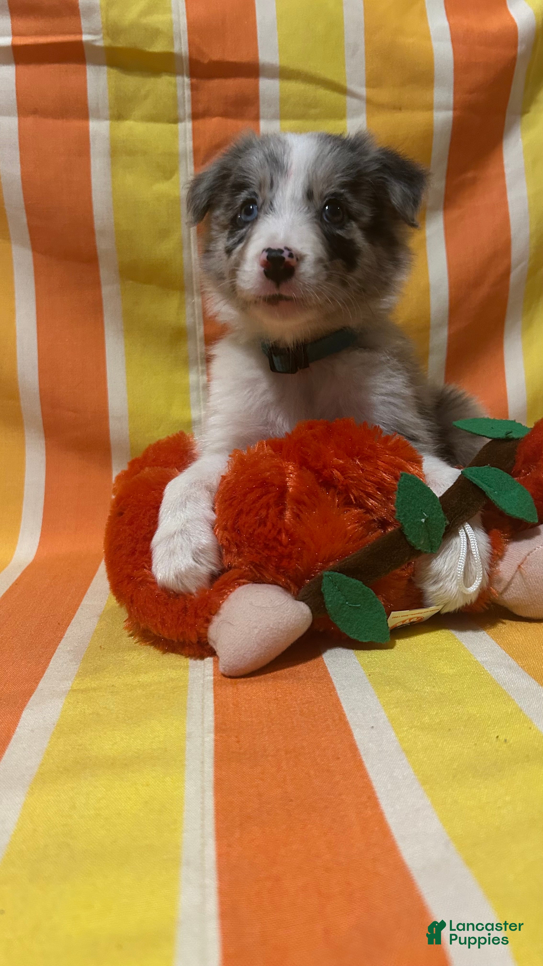 Border Collie dogs Jason Crabb - Ad 1