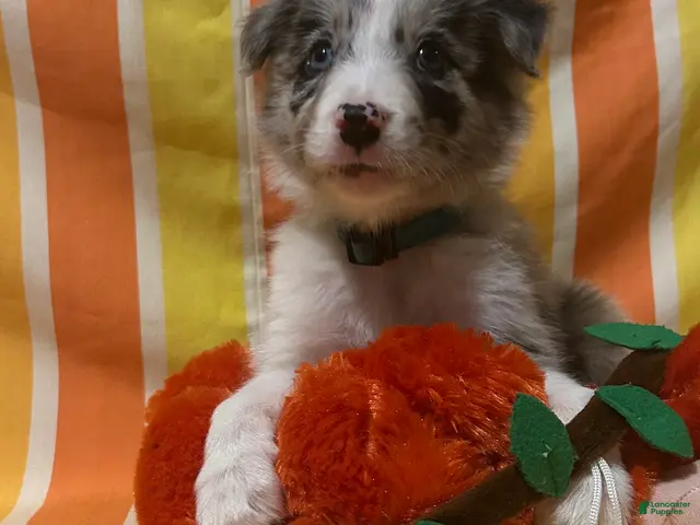 Border Collie dogs for sale: Jason Crabb - Ad 1